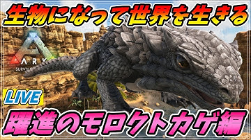 モロクトカゲ Youtube モロクトカゲ Youtube