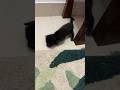 【インドの猫】頑張って歩こうとする子猫。しかし。。。 #cat #kitten #แมวน่ารัก