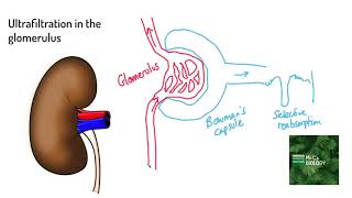 Ultrafiltration in the glomerulus (A Level Biology)