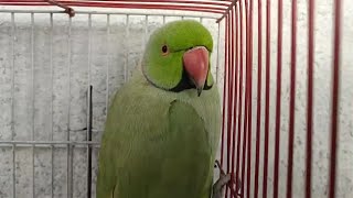 Ring Neck Green Parrot