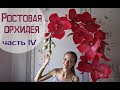 Большие цветы | Ростовые орхидеи. Часть 4