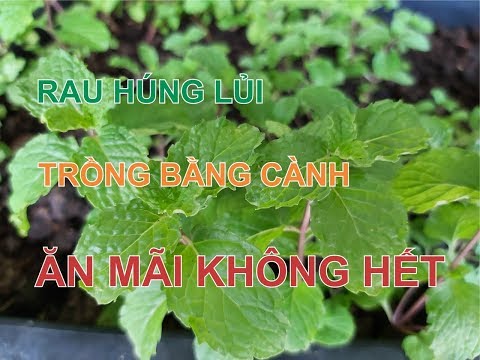 Video Cách trồng rau húng lủi - How to grow mint mentha... - youtube