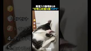 好奇心旺盛な猫TOP5 🐱‼️