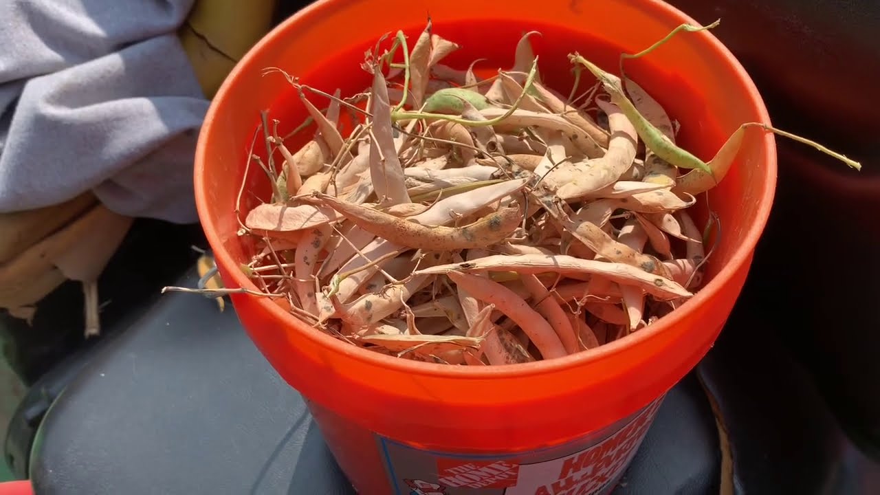 Harvesting my pinto beans YouTube
