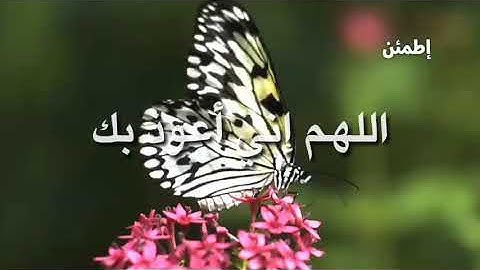 تلاوه هادئه تريح القلب #حالات واتساب