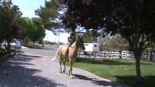 Thor Baeback and Halter