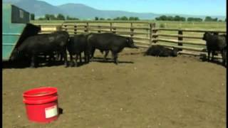 Thomas Angus Ranch (C2C)