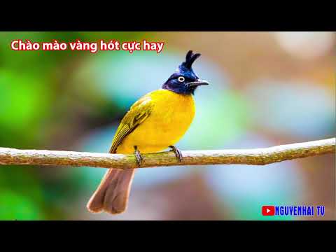 Video CHÀO MÀO VÀNG/CHÀO MÀO NÚI GỌI BẦY GIỌNG CỰC HAY - youtube