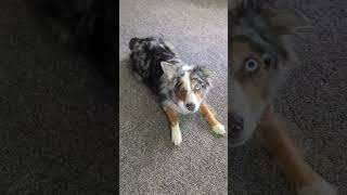 Taz's tricks (Australian Shepherd)