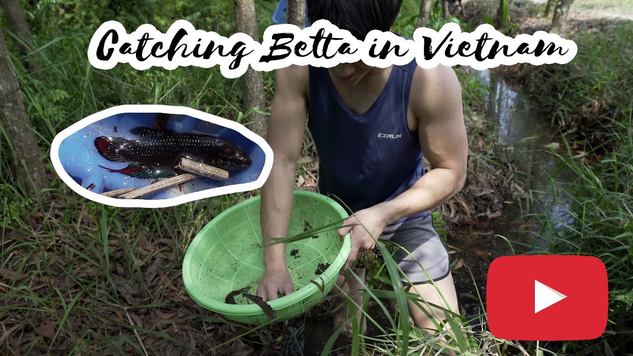 Catching Wild Betta In Vietnam! (Betta Siamorientalis)