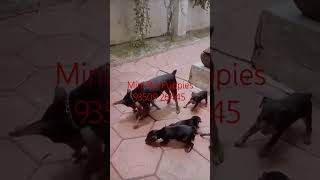 Mini Pin Puppy For Sale Hyderabad Telangana Vijayawada Andhra Pradesh Chennai Madurai Tamil Nadu Mini Pin Puppy For Sale Hyderabad Telangana Vijayawada Andhra Pradesh Chennai Madurai Tamil Nadu
