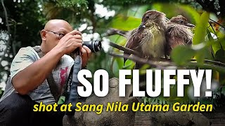 [4K] Je zult niet geloven hoe pluizig deze kleine vogeltjes zijn! | Vogels spotten in Fort Cannin...