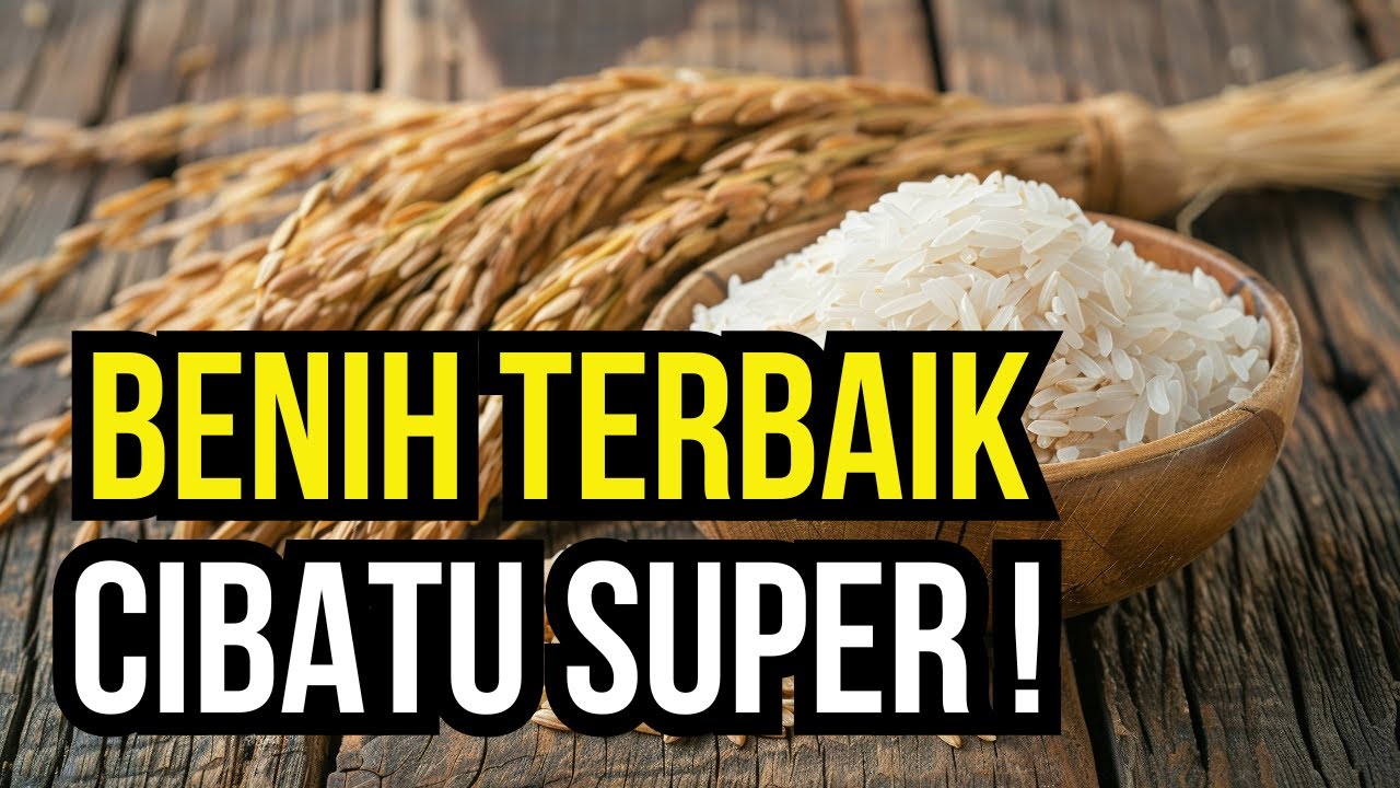 Varietas Cibatu High Yield Rice Farming Tutorial