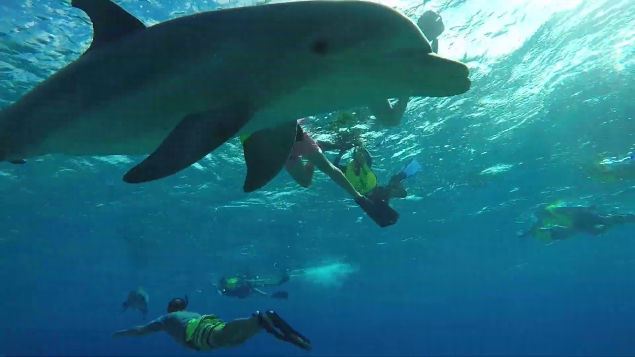 Snorkeling Bahamas 2020 YouTube