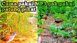 kejadian saat mikat burung tikusan alis putih dan tikusan merah