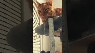 cute cat has the longest saliva in the worlds #cat #cute #shorts