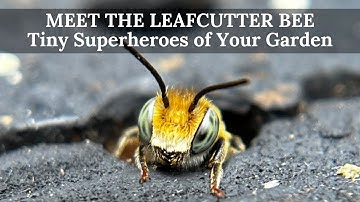 Meet the Leafcutter Bee - Tiny, Mighty Pollinators for Your Garden!