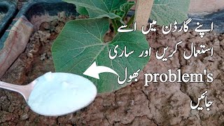 Top 7 Baking soda use in garden | Natural Fertilizer and pesticide | Amazing video for gardener.
