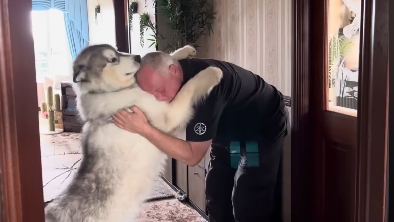 Another Surprise Visitor! Intruder Alert Grandad The Malamute Whisperer!!