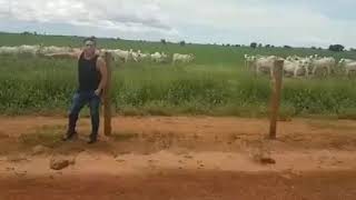 Leonardo visitando a sua fazenda talismã vendo seus gados.