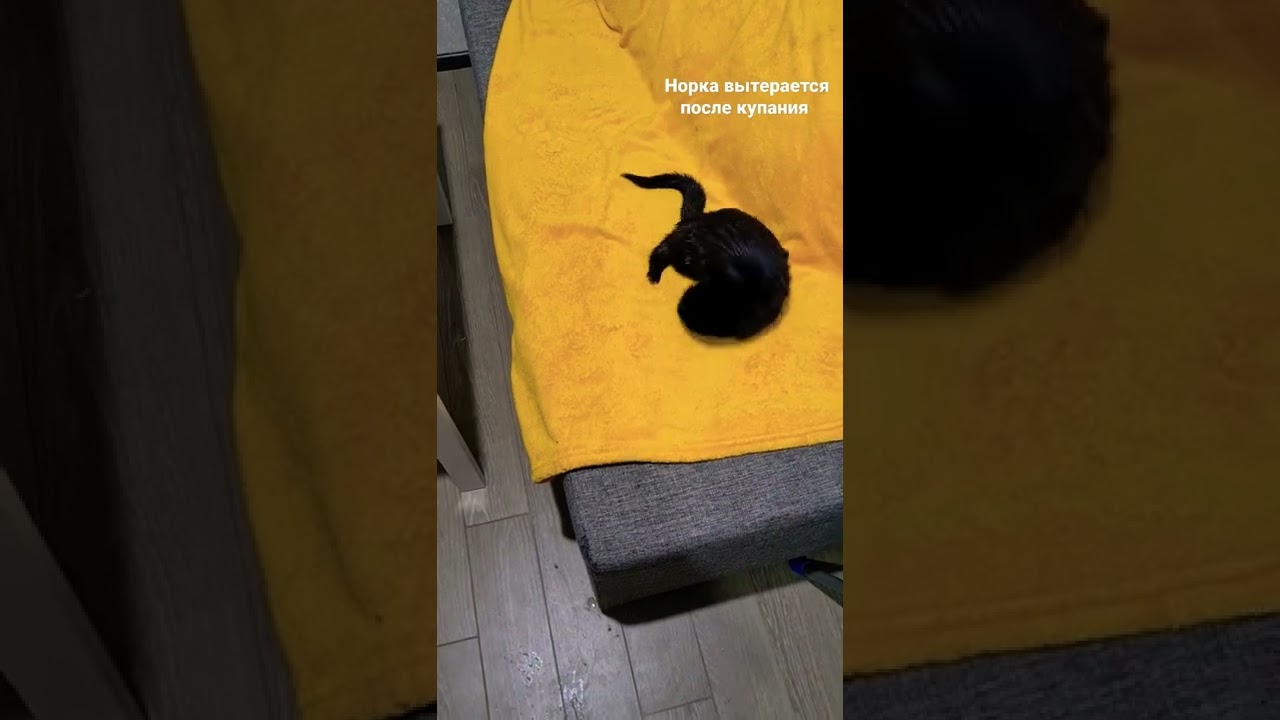 Американская норка вытерается после водных процедур 😅 