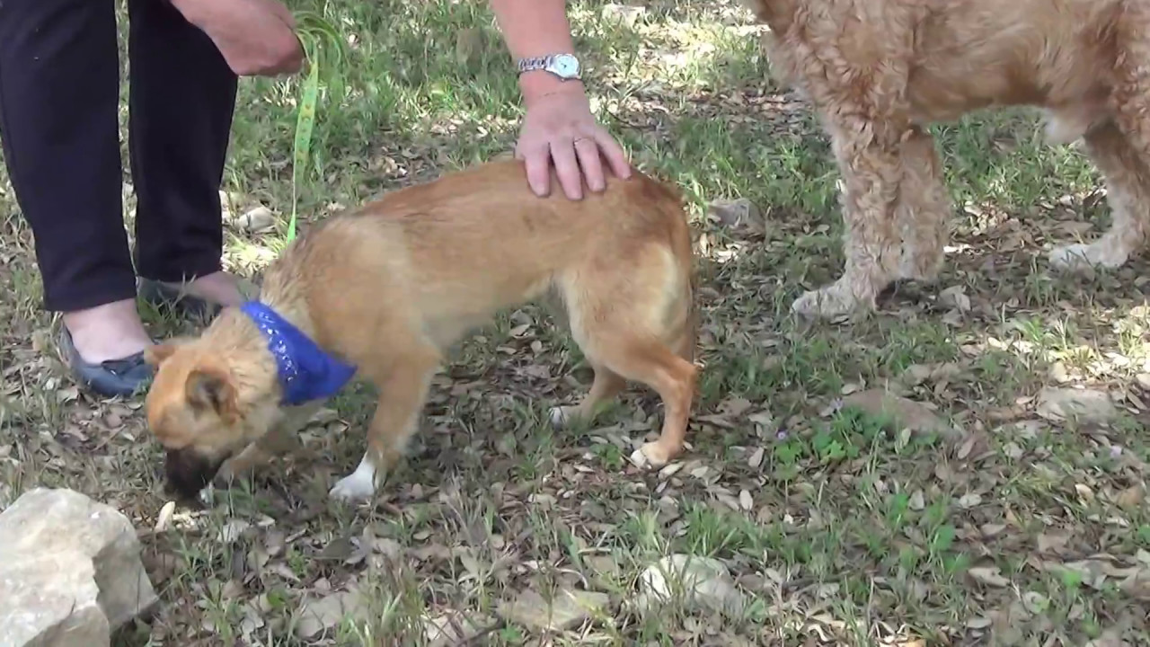 PATTY adopción perros cachorros