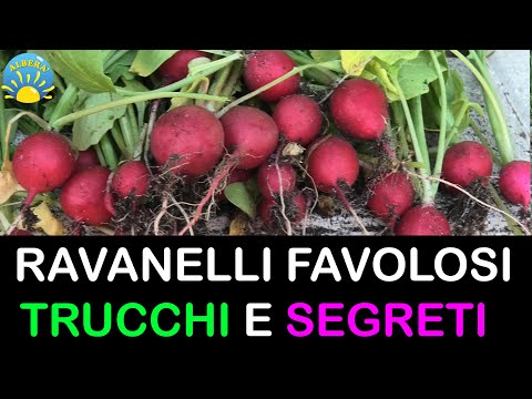 Video: Le piantine di ravanello possono sopravvivere al gelo?