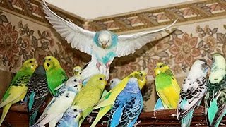 ЧЕМ КОРМИТЬ ВОЛНИСТОГО ПОПУГАЯ. Какой корм выбрать для попугая. Фрукты. Каши. Волнистый ЧЕМ КОРМИТЬ ВОЛНИСТОГО ПОПУГАЯ. Какой корм выбрать для попугая. Фрукты. Каши. Волнистый