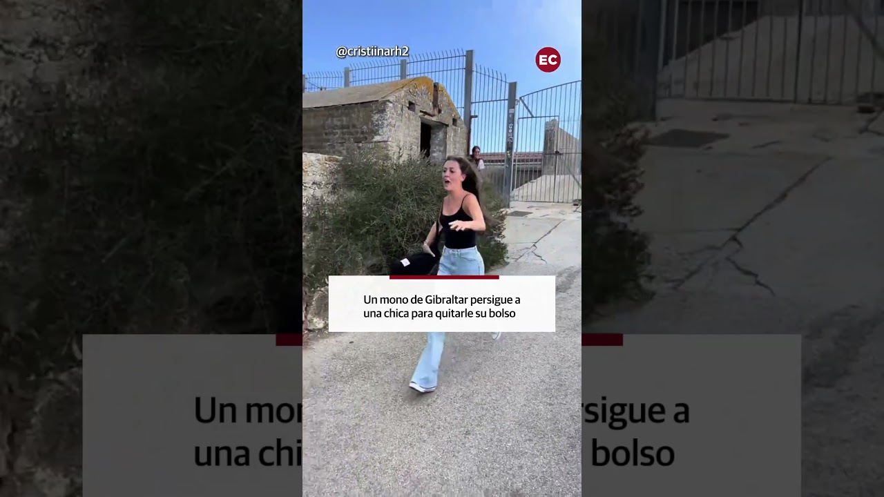 Los monos de Gibraltar vuelven a protagonizar un ataque de pánico relacionado con los turistas