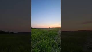 Galloping Arabian Stallion