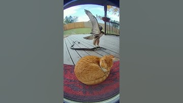 Hawk saves cat from snake (caught on Ring camera)