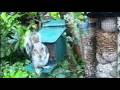 Grey Squirrel On Spring Monday Visit To My Cottage Garden Scone Perth Perthshire Scotland