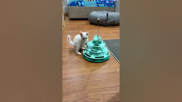 Watch the video about Cutest #cat #kitten #cute #cutecat #funny #catshorts #funnyvideo