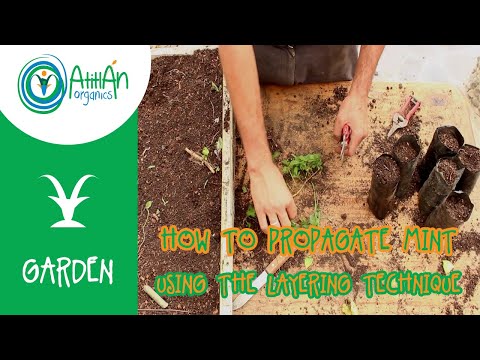 Video: Rooting Catnip Cuttings: Pelajari Tentang Perbanyakan Catnip Cutting