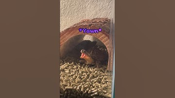 My Baby Eastern Box Turtles! #viral #trending #trend #Godzilla #edit #meme #funny #comedy #turtle