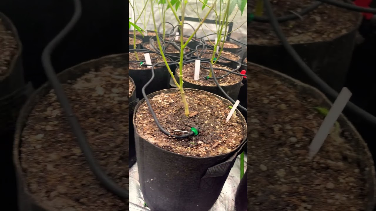 🙏 Спасибо @yamagrow420 за систему капельного полива. Мы остаёмся на внедорожнике, единственное, ч...