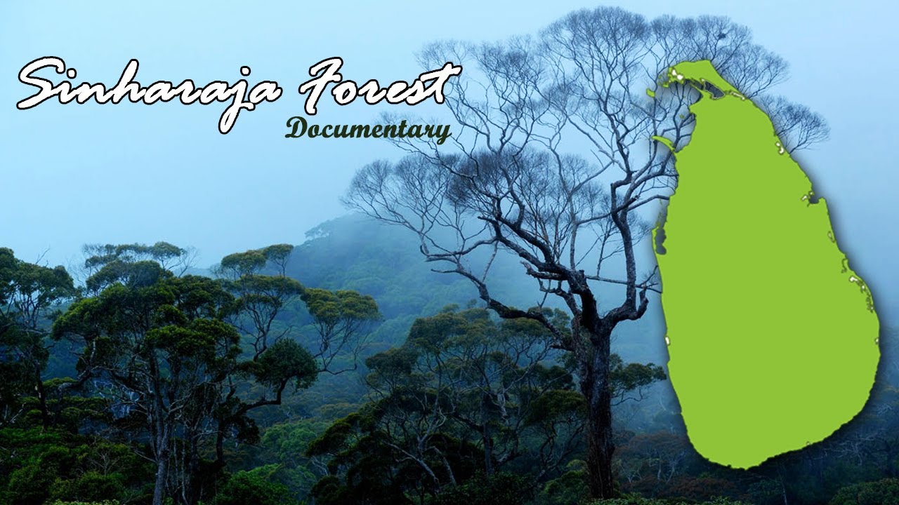 Sinharaja Forest Documentary YouTube