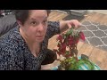 🦎Cleaning My Crested Gecko Tank🦎