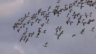 Snow Geese near Fir Island Farms Reserve in late May 