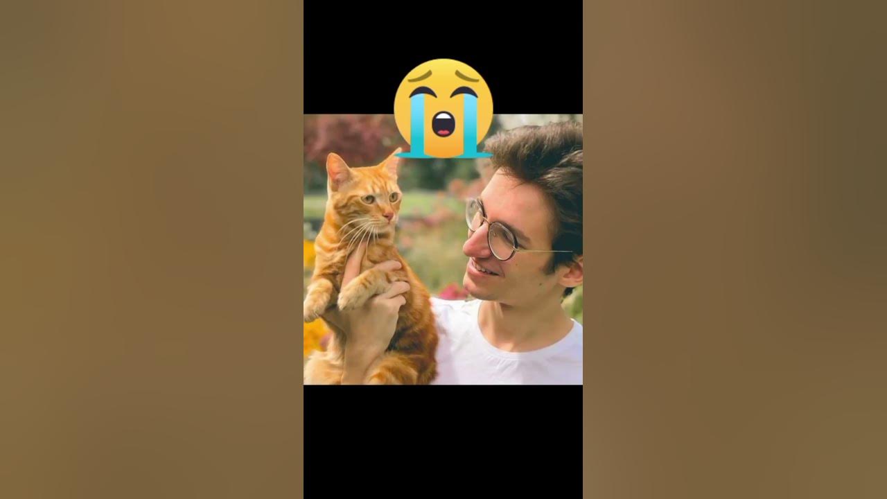 Симба старший 😭😭😭 - YouTube