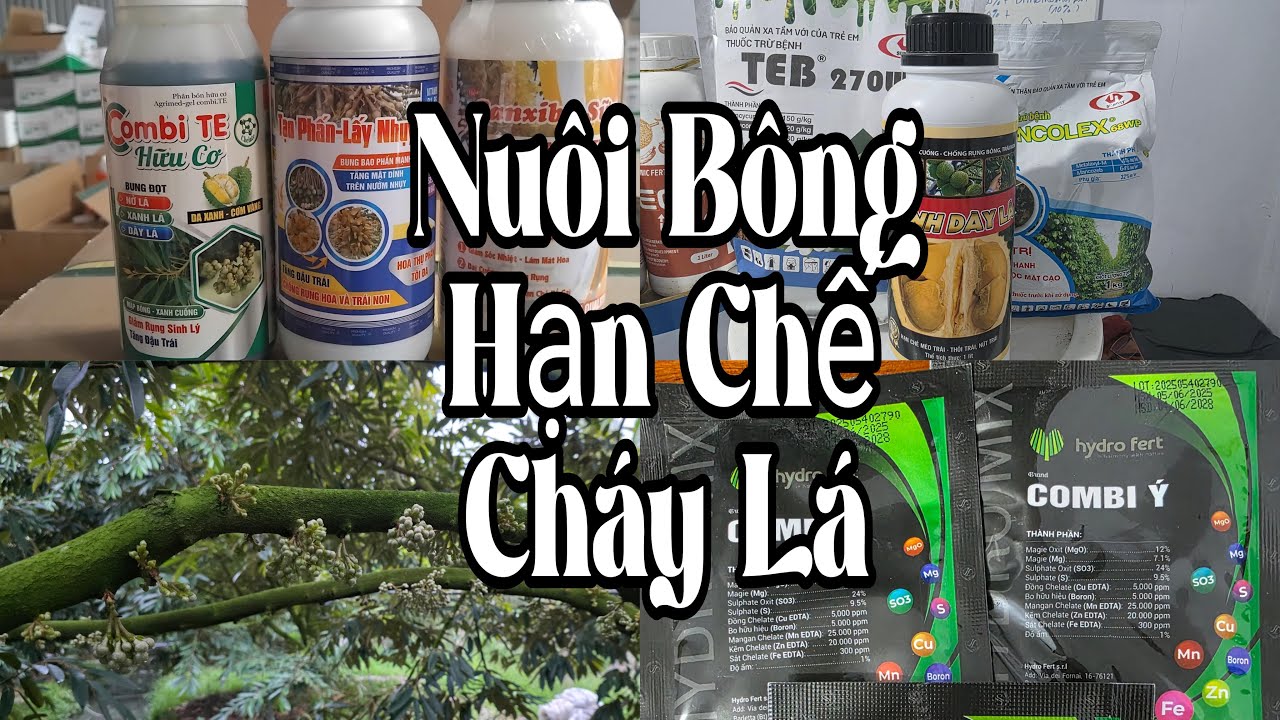 Nuôi Bông Hạn Chế Cháy Lá Mùa Nắng. NUÔI BÔNG HẠN CHẾ NPK BẰNG HỮU CƠ