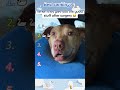 Best moments ranked #ranking #shorts #shortvideo #best #funny #viral  #trending #trends #fypシ゚viral