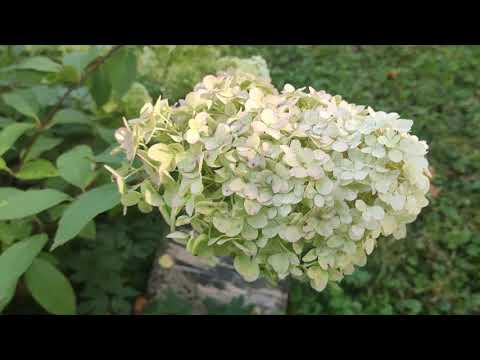 Video: Hydrangea 