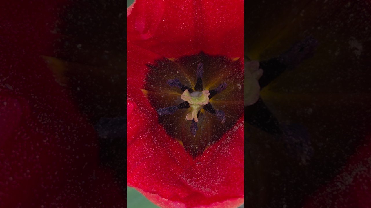 Cette sensation de rentrer dans un portail... ❤️