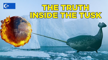 The Narwhal Tusk | One Tooth Reveals Nature’s Hidden Memories