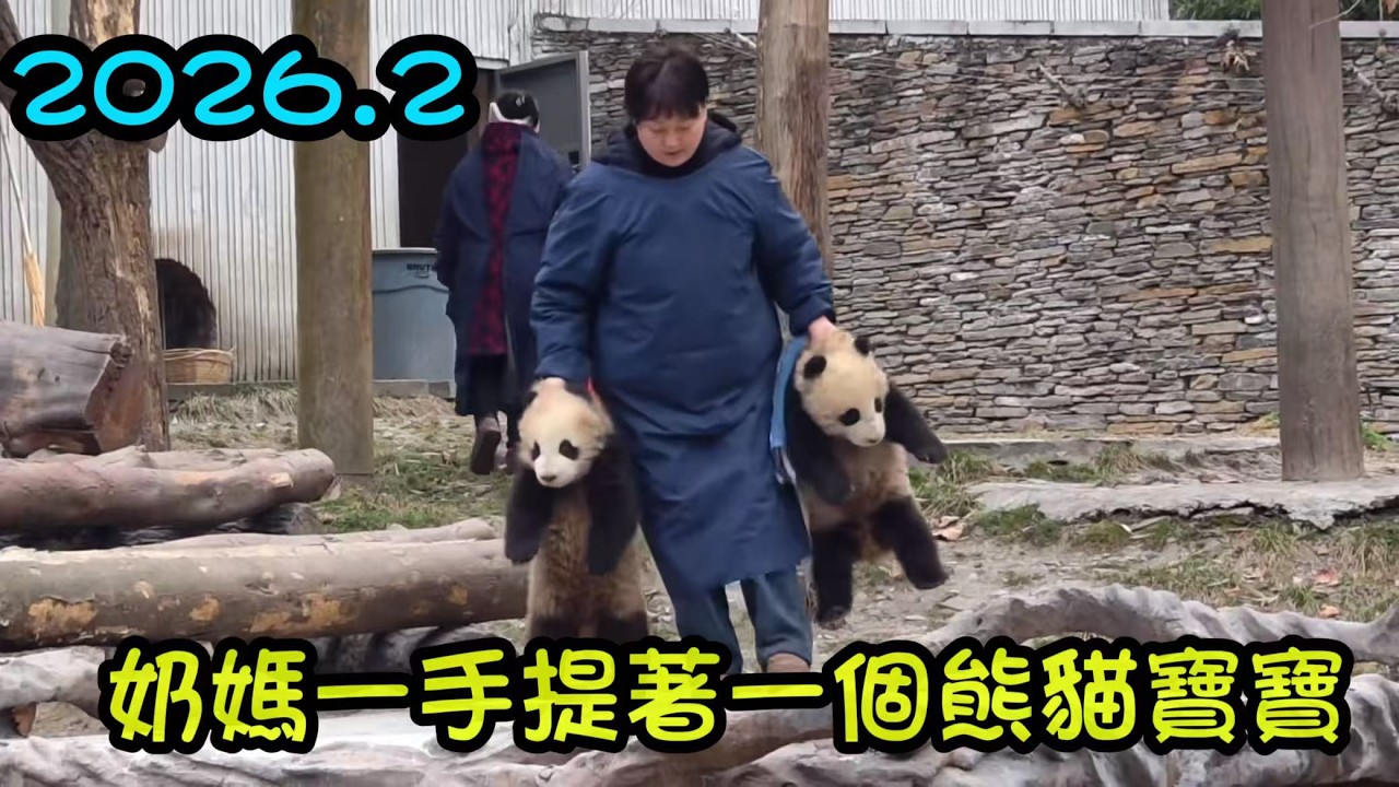 2月6日 家美的兩個雙胞胎寶寶喝盆盆奶，奶媽一手一個提著寶寶過來喝奶，喝完奶就提著回去喇  #大熊猫家美 #神树坪基地