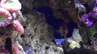 Peppermint Angelfish