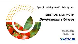 ES Statistically sound survey of Dendrolimus sibiricus - Spanish subtitles