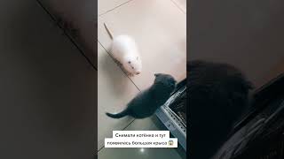 #Крыса #Животные #Cat #Мышка #Animal #Нутрия #Pet #Капибара #Funny #Кот