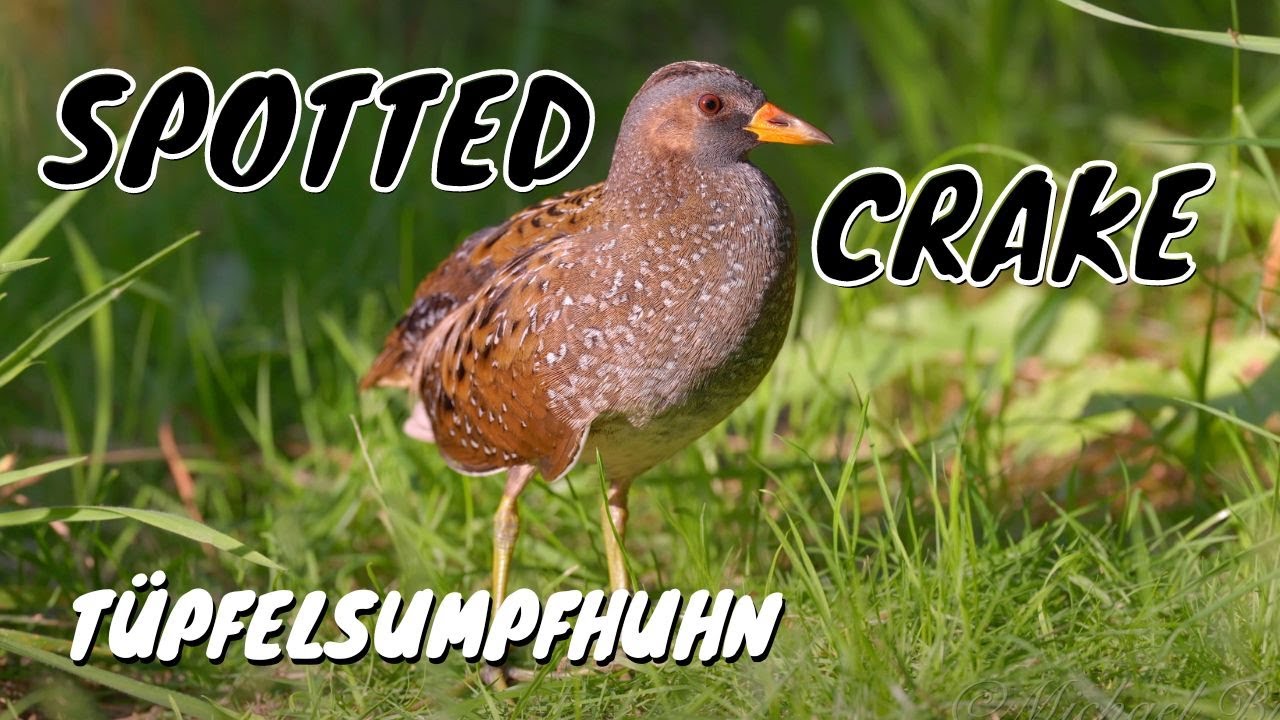 Spotted Crake (Porzana porzana) / Tüpfelsumpfhuhn
